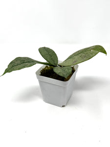 Hoya Mitrata Silver E