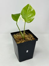 Load image into Gallery viewer, Monstera Deliciosa Albo Variegated L