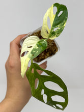 Load image into Gallery viewer, Monstera Adansonii Variegated C