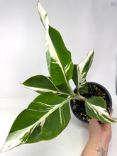 Load image into Gallery viewer, Musa Ae Ae Variegated Banana Tree (Ships within Canada only)