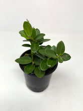 Load image into Gallery viewer, Hoya Densifolia