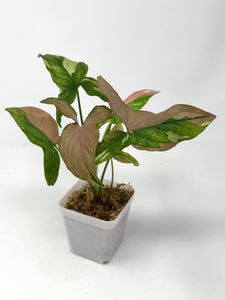Syngonium Tricolour ‘Red Spot’