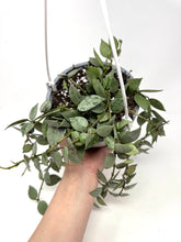 Load image into Gallery viewer, Hoya Lacunosa Super Silver 6” (Hanging Basket)