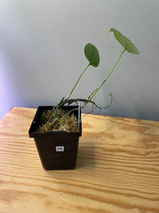 34. Amydrium Medium