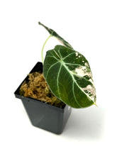 Load image into Gallery viewer, Alocasia Black Velvet Variegated F