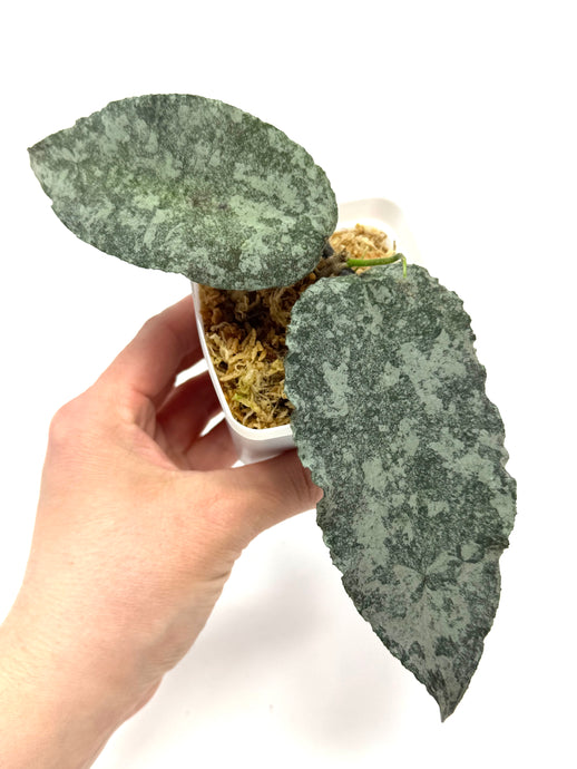 Hoya Caudata Silver Ghost