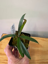 Load image into Gallery viewer, 138. Hoya Minibelle Splash