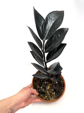 Load image into Gallery viewer, Zamioculcas Zamiifolia ‘Raven’