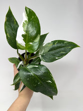 Load image into Gallery viewer, Philodendron White Princess (High Variegation)