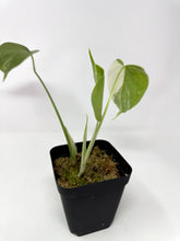 Load image into Gallery viewer, Monstera Deliciosa Albo Variegated F