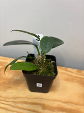 Load image into Gallery viewer, 18. Hoya Australis