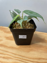 Load image into Gallery viewer, 211. Philodendron Sodiroi Ornatum