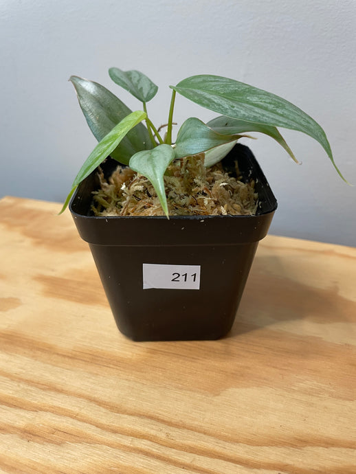 211. Philodendron Sodiroi Ornatum