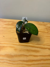 Load image into Gallery viewer, 235. Hoya Carnosa Oval Splash