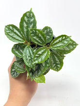 Load image into Gallery viewer, Pilea Cadierei