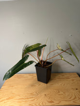 Load image into Gallery viewer, Philodendron Billietiae Variegated D