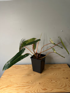 Philodendron Billietiae Variegated D