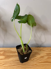 Load image into Gallery viewer, 139. Alocasia Maccrorhiza