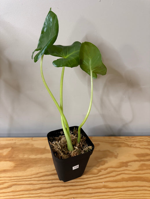 139. Alocasia Maccrorhiza