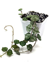 Load image into Gallery viewer, Hoya Curtisii