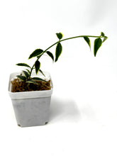 Load image into Gallery viewer, Hoya Bella Albo Variegated
