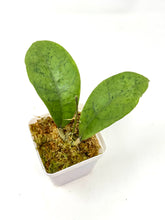 Load image into Gallery viewer, Hoya Forbesii Silver