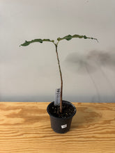 Load image into Gallery viewer, 184. Ficus Aspera Variegated