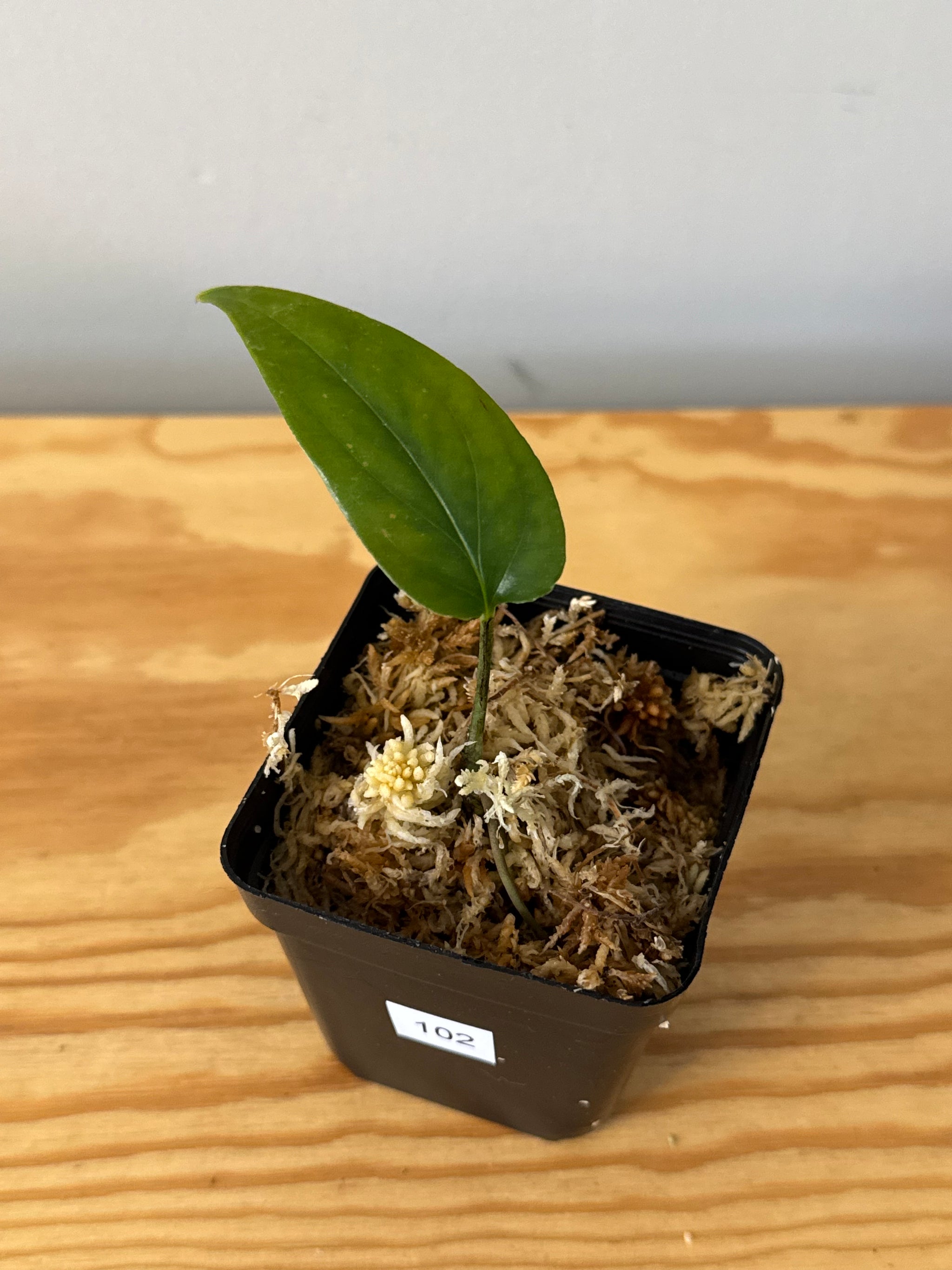 Products – Planthaven Toronto