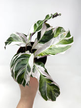 Load image into Gallery viewer, Calathea White Fusion