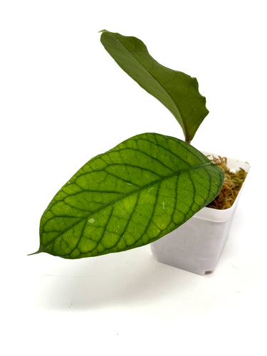 Hoya Meredithii