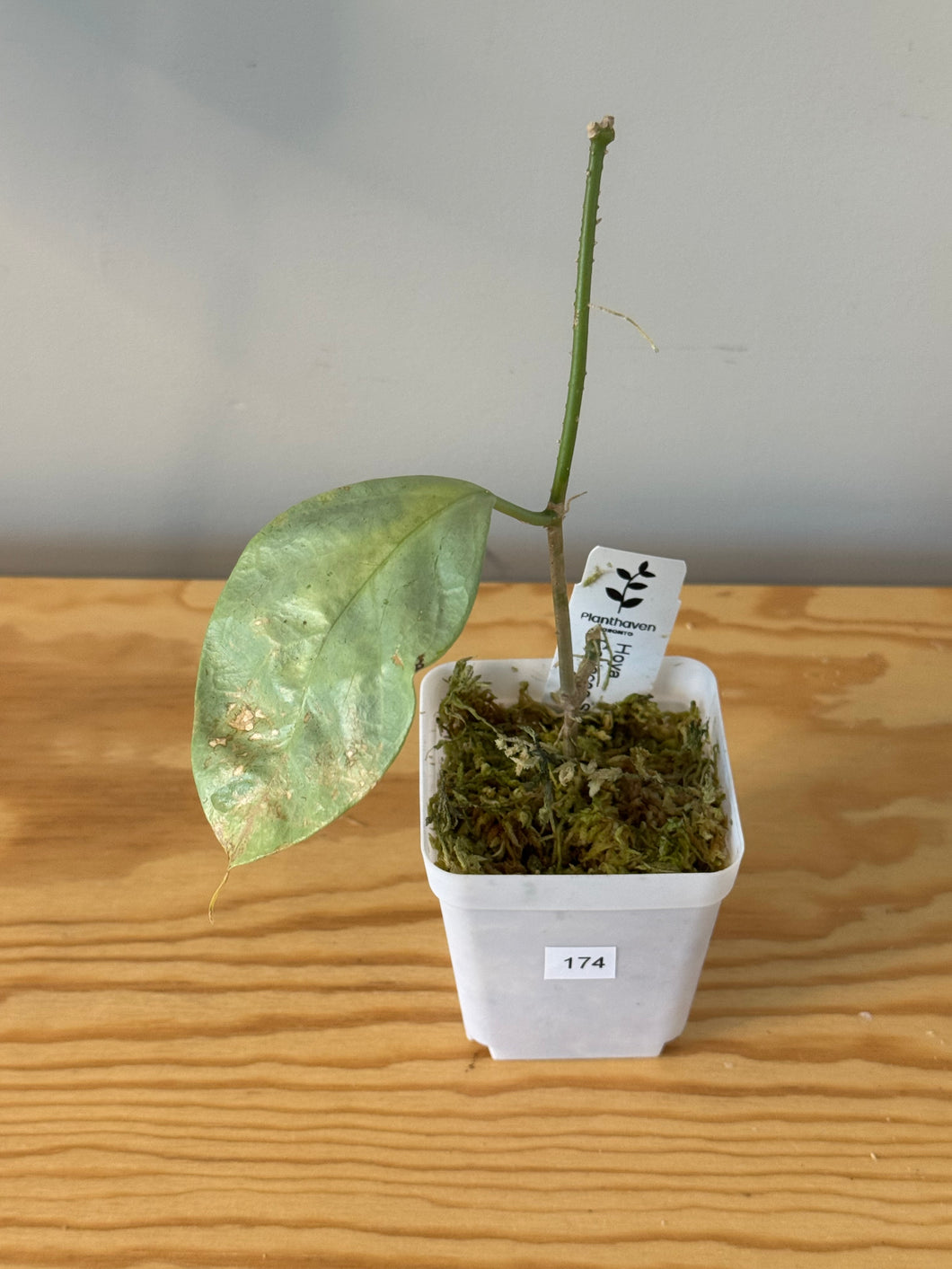 174. Hoya Coriacea Silver