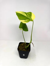 Load image into Gallery viewer, Monstera Deliciosa Aurea Variegated B
