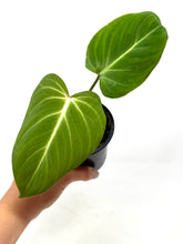 Load image into Gallery viewer, Philodendron Gloriosum 4”