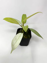 Load image into Gallery viewer, Philodendron Whipple Way E