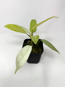 Philodendron Whipple Way E
