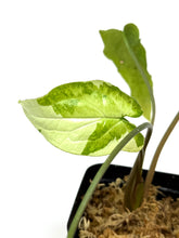 Load image into Gallery viewer, Syngonium Podophyllum ‘Jade Magic’