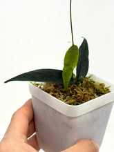 Load image into Gallery viewer, Hoya Paradisea (IM04)