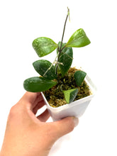 Load image into Gallery viewer, Hoya Brevialata Splash