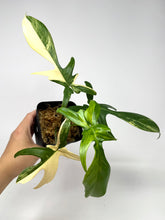 Load image into Gallery viewer, Philodendron Florida Beauty A