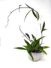 Load image into Gallery viewer, Hoya Pubicalyx 6” Hanging Basket