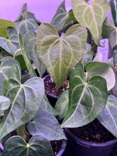 Load image into Gallery viewer, Anthurium Clarinervium 4”