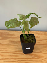 Load image into Gallery viewer, 285. Syngonium Podophyllum Milk Confetti