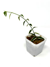 Load image into Gallery viewer, Hoya Bella Albo Variegated