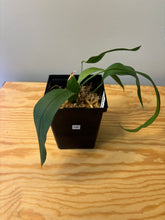Load image into Gallery viewer, 195. Anthurium Vittarifolium