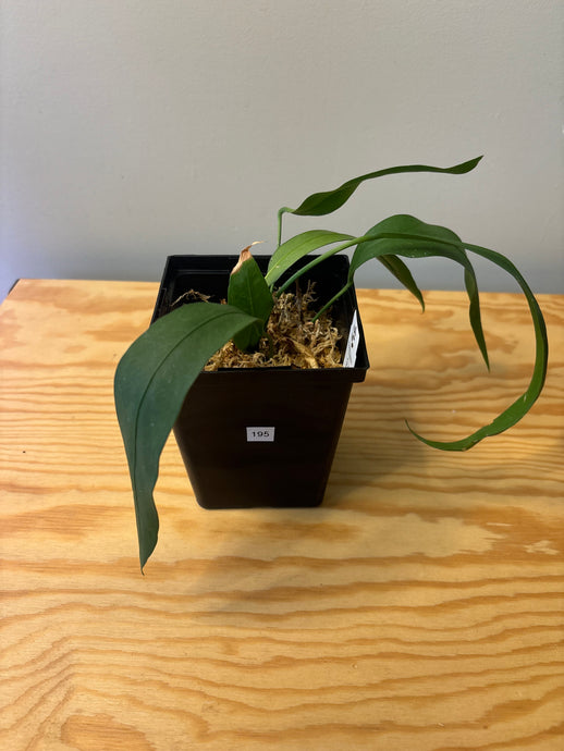 195. Anthurium Vittarifolium