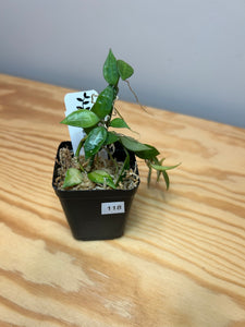 118. Hoya Lacunosa Variegated
