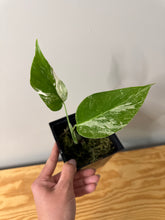 Load image into Gallery viewer, 75. Monstera Deliciosa Albo Variegated