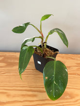 Load image into Gallery viewer, 272. Philodendron White Princess