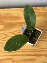 Load image into Gallery viewer, 27. Hoya Forbesii Silver