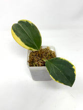 Load image into Gallery viewer, Hoya Pachyclada Albo Variegated